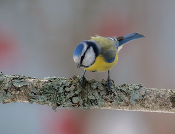 Blue tit / .....