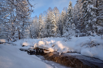 in the winter forest / ***