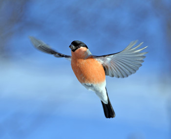 Bullfinch / ***