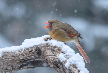 Northern Cardinal (F) / ***