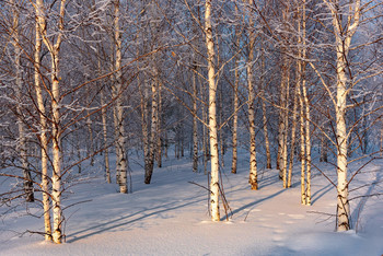 Birches / ***