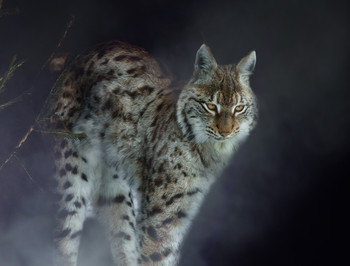 Lynx / ***