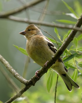 Finch / ***