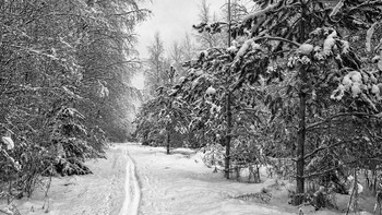 in the winter forest / ***