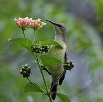 For nectar / ***