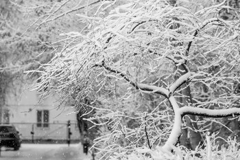 Winter yard / ***