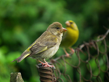 Young greenfinch / ***
