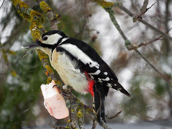 Great Spotted Woodpecker / ***