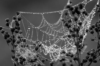 Web / ***