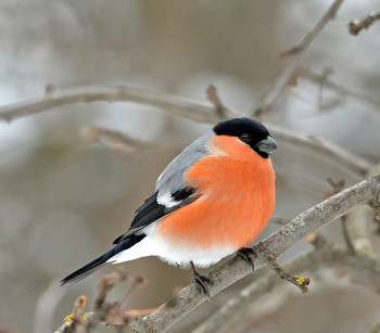 Bullfinch / ***