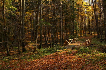 in the autumn forest / ***