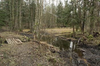 Forest River / ***