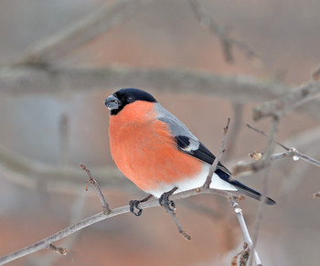 Bullfinch / ***