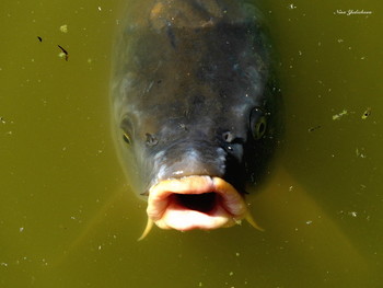 fish / ***