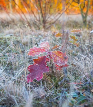 Autumn sunrise / ***