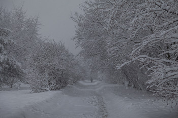 snow is falling... / ***