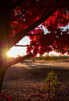 Autumn Sunrise / ***