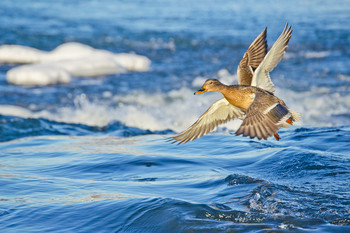 Wings / ***