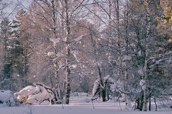 winter forest. / ***