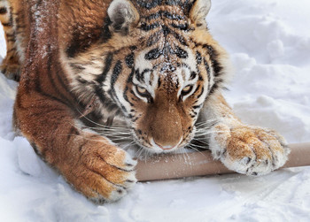 Siberian Tiger / ***