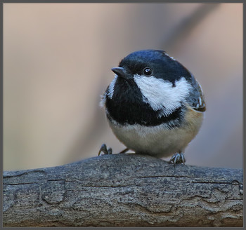 The Gingerbread Man / ***