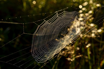 Web / ***