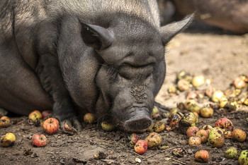 &nbsp; / Samyang 135mm f2