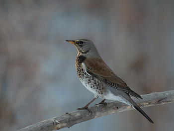Thrush Fieldfare / .....