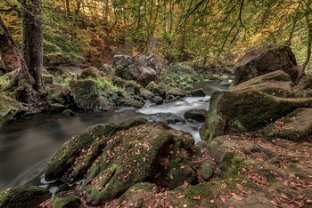 Forest stream / ***