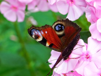 Remembering summer / ***