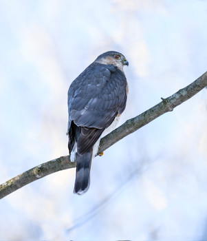 Sharp-shinned Hawk / ***