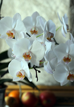 Phalenopsis / ***