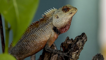 Dragon / ***