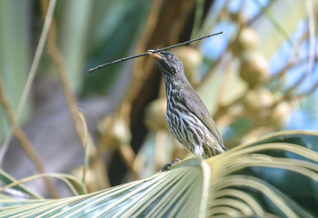 Palmchat / ***