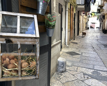 Dog is running out! / ***