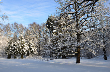 winters in the forest / ***