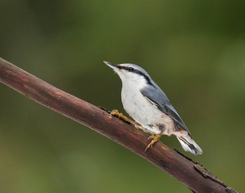 Nuthatch / ***