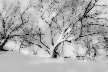 Winter Fantasy / ***