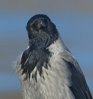 Proud Bird / ***