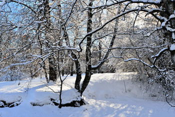 winters in the forest / ***