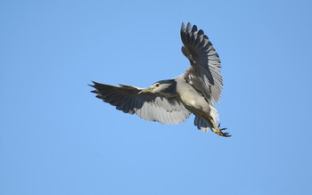 Flight / ***