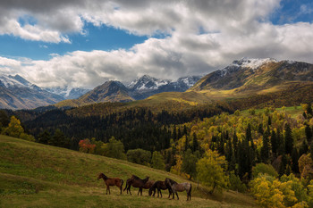 Autumn breath / ***