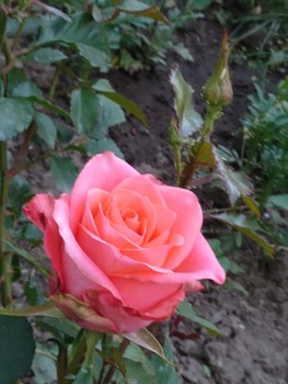 Rose / ***