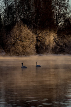 Swan Lake / ***