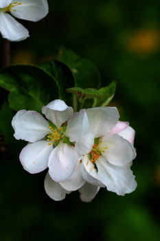 Apple tree in bloom / ***