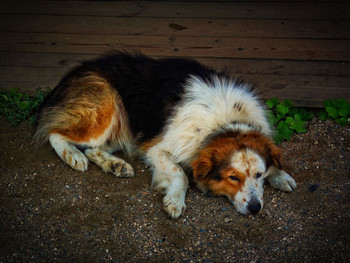 dog / ***