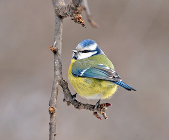 Blue tit / ***