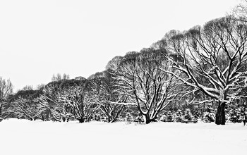 Black and white / ***