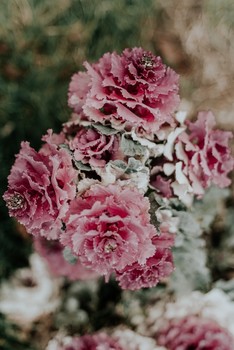 Spring is coming / ***