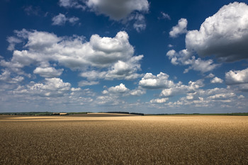 landscape with a wheat field and beautiful clouds / ***